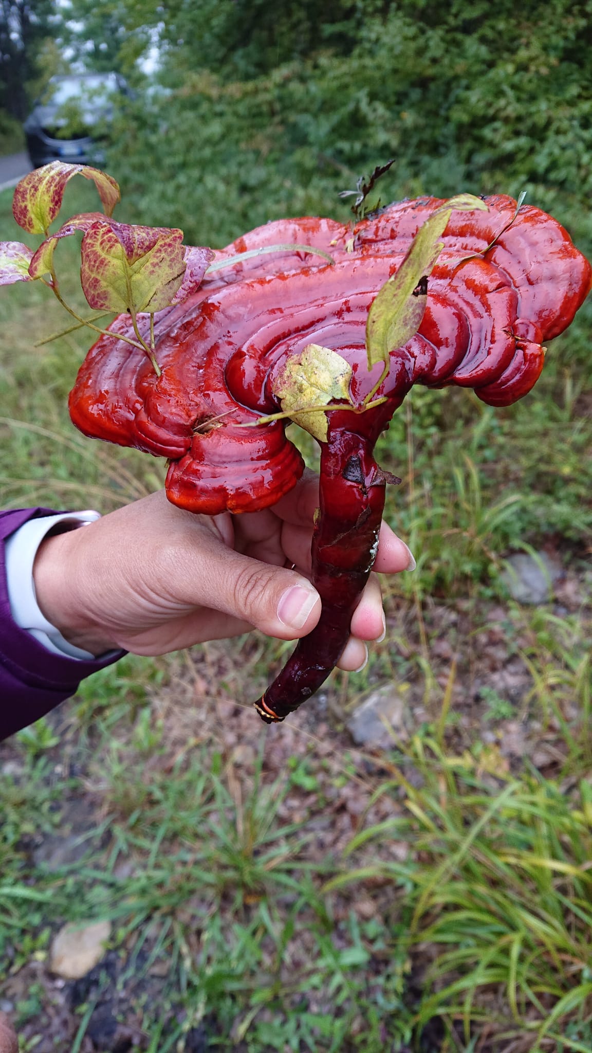 Benessere funghi medicinali
